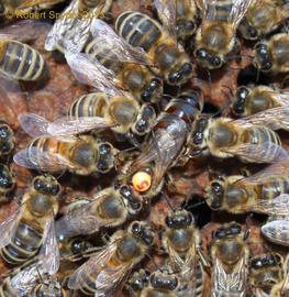  Workers grooming marked queen; photo by Robert Snyder
